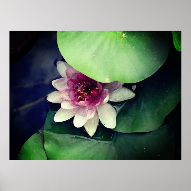 Pink-Lotus-Fotografie-Poster Poster (Vorne)