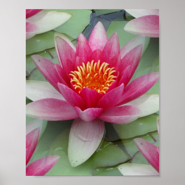 Pink Lotus Water Lily Poster (Vorne)