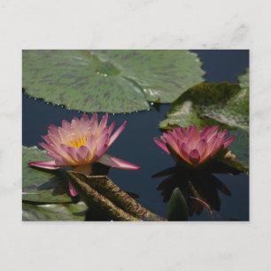 Pink Lotus Waterlillies Postkarte
