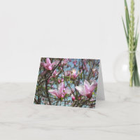 Pink Magnolia Blooms