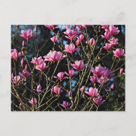 Pink Magnolia Blossom Postkarte