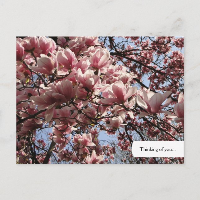 Pink Magnolia Blüten Postkarte (Vorderseite)