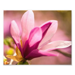 Pink Magnolia Fotodruck