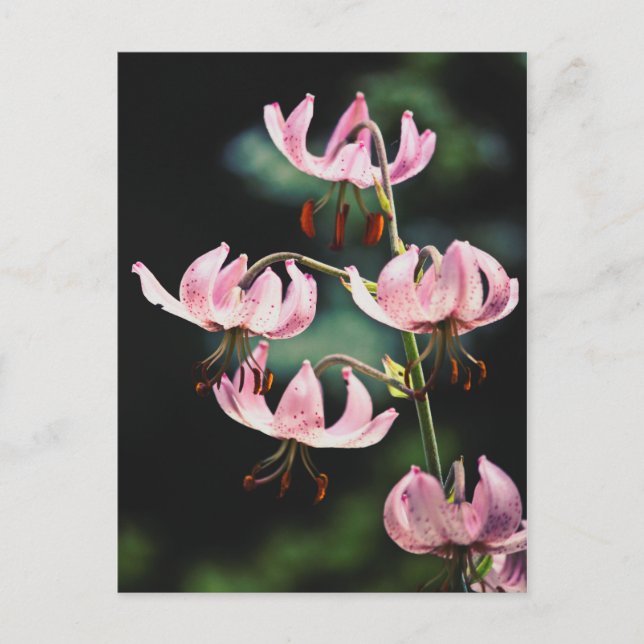 Pink Martagon Lily Blume Postkarte (Vorderseite)