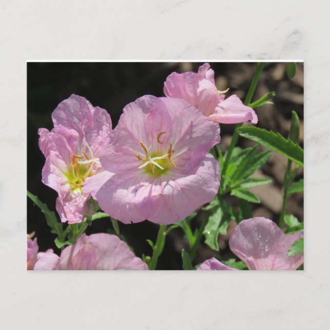 Pink Mexiko-Primrose-Postkarte Postkarte (Vorderseite)