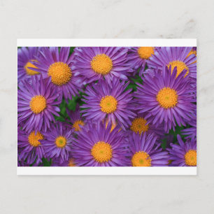 Pink Michaelmas Daisy Postkarte