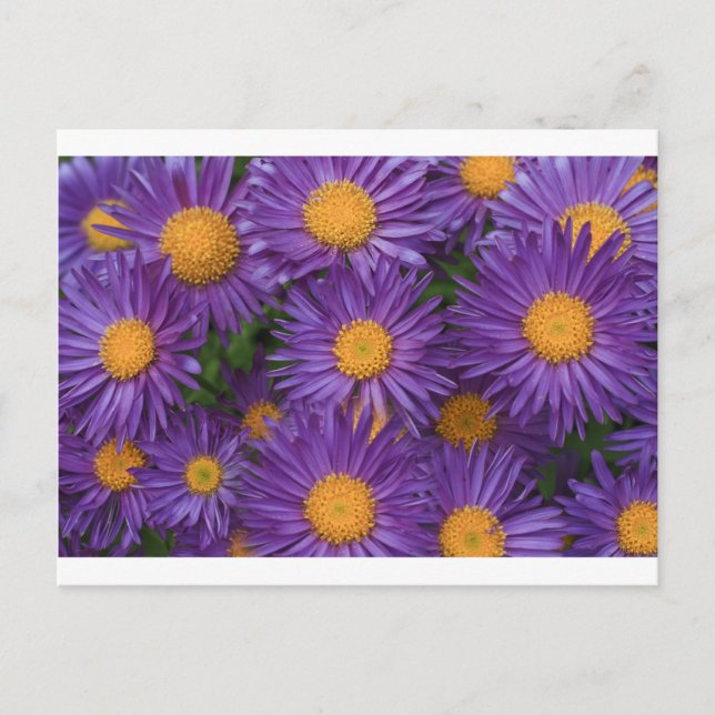 Pink Michaelmas Daisy Postkarte (Vorderseite)