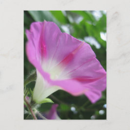 Pink Morning Glory Blume Postkarte