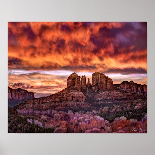 Pink Morning Glory Poster (Vorne)