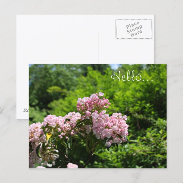 Pink Mountain Laurel Blume Postkarte (Vorne/Hinten)
