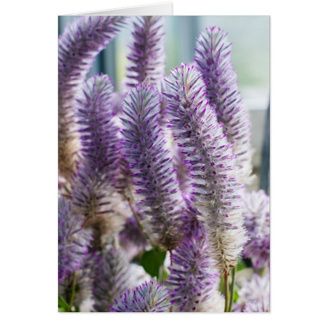 Pink Mulla Mulla Card (Vorne)