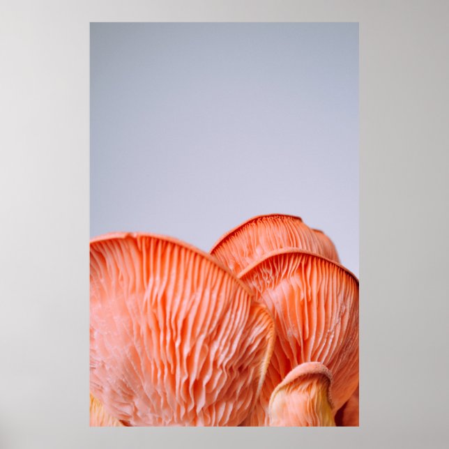 PINK MUSHROOMS POSTER (Vorne)