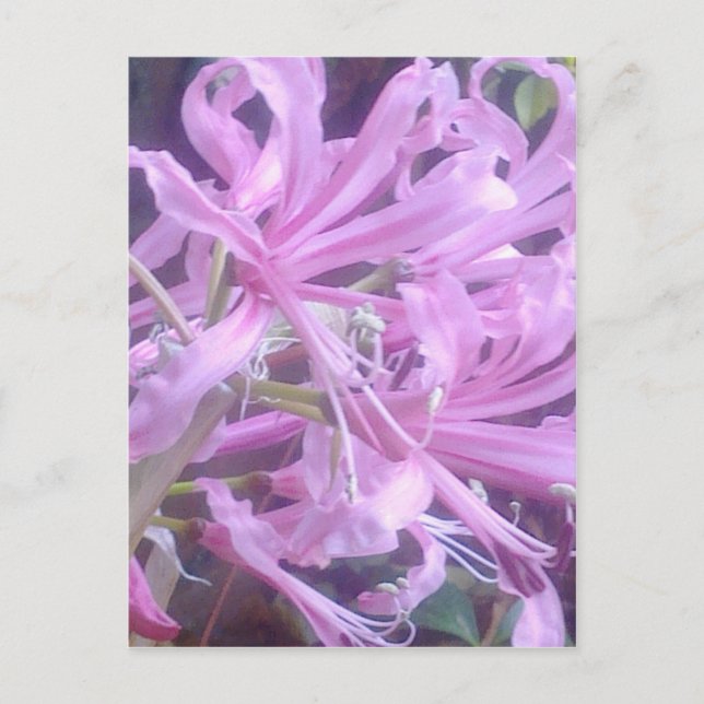Pink Nerines Postcard Postkarte (Vorderseite)