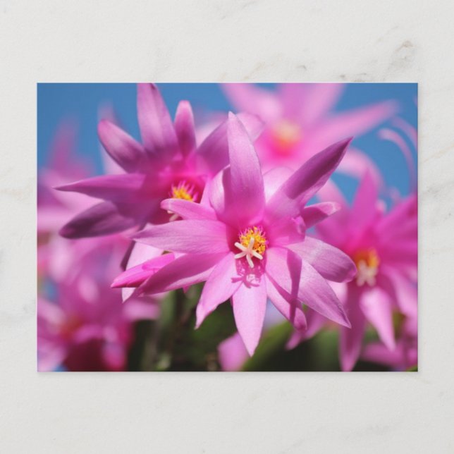 Pink Oaster Cactus Blume Feiertagspostkarte (Vorderseite)