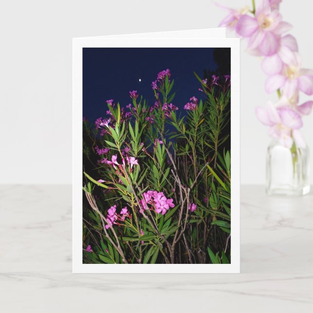 Pink Oleander à la carte de nuit (Orchidée)