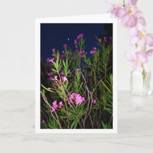 Pink Oleander à la carte de nuit