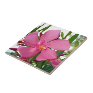 Pink Oleander Foto Keramik Tiles Fliese