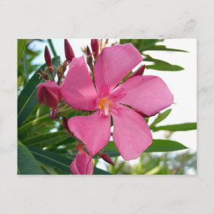 Pink-Oleander-Foto Postkarte