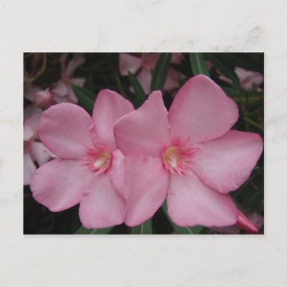 Pink Oleander Postkarte
