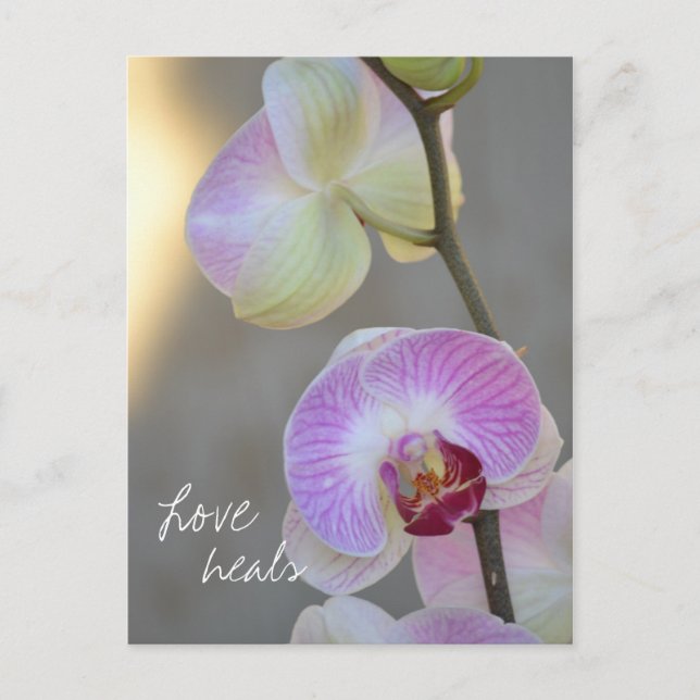 Pink Orchid Expression Love Heals Carte postale (Devant)