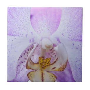 Pink Orchid Fliese