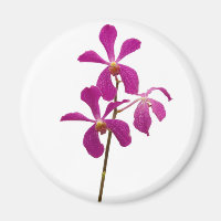 Pink Orchid