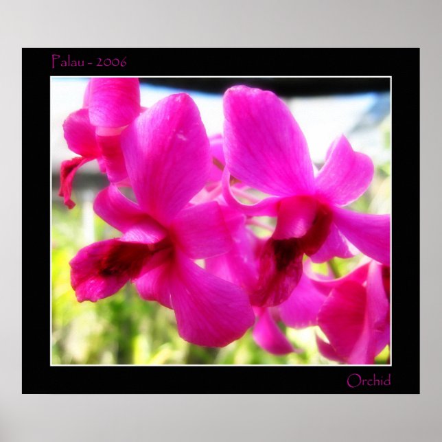 Pink Orchid Poster (Vorne)