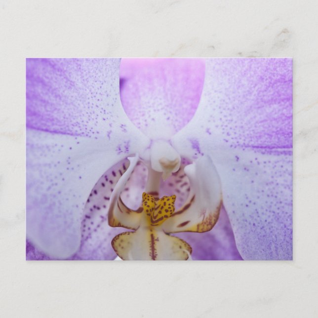 Pink Orchid Postkarte (Vorderseite)