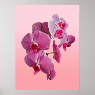 Pink Orchids Poster