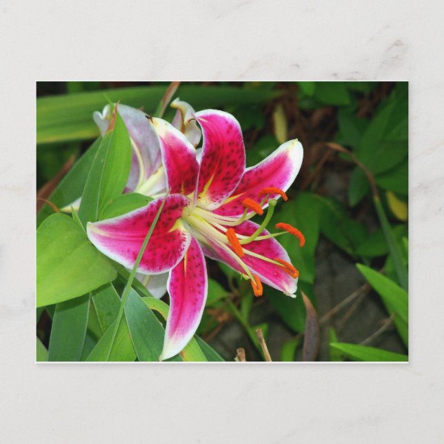 Pink Oriental Stargazer Liege Postkarte (Vorderseite)