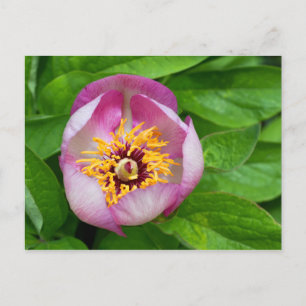 Pink Paeonia Blume Postkarte