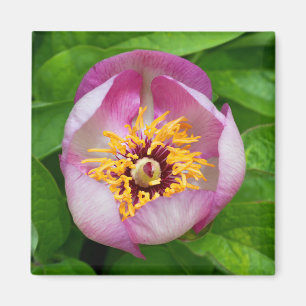 Pink Paeonia Flower Magnet