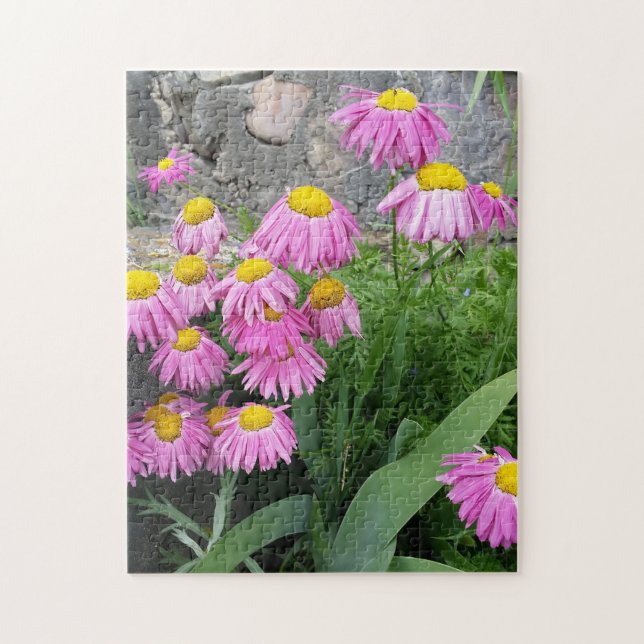 Pink Painted daisy Blume Naturfotografie (Vertikal)