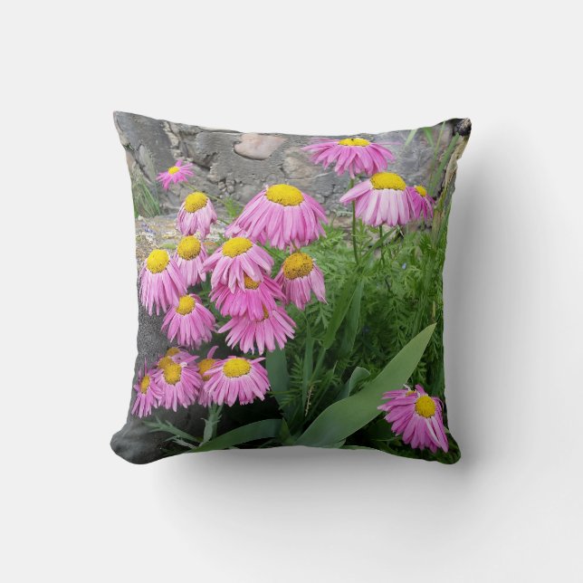 Pink Painted daisy Blume Naturfotografie Kissen (Vorderseite)