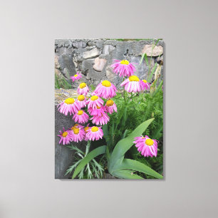 Pink Painted daisy Blume Naturfotografie Leinwanddruck