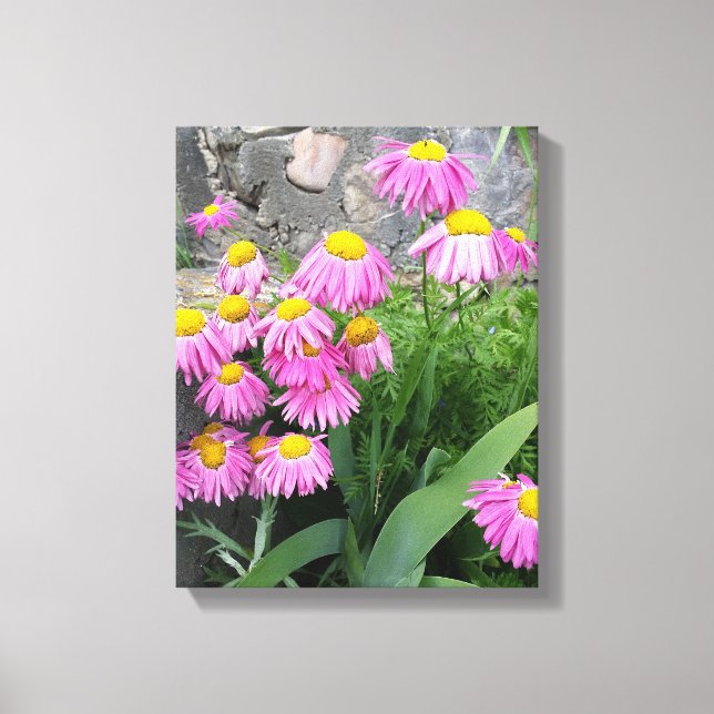 Pink Painted daisy Blume Naturfotografie Leinwanddruck (Vorderseite)