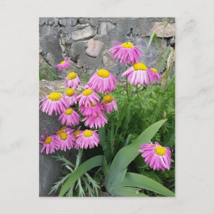 Pink Painted daisy Blume Naturfotografie Postkarte