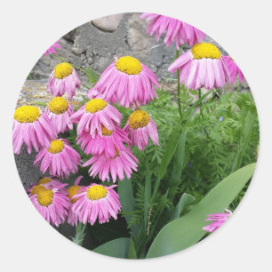 Pink Painted daisy Blume Naturfotografie Runder Aufkleber