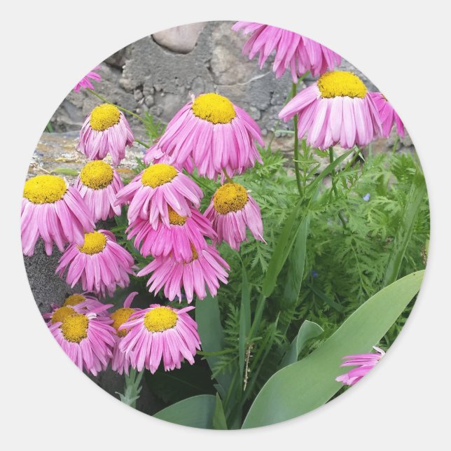 Pink Painted daisy Blume Naturfotografie Runder Aufkleber (Vorderseite)