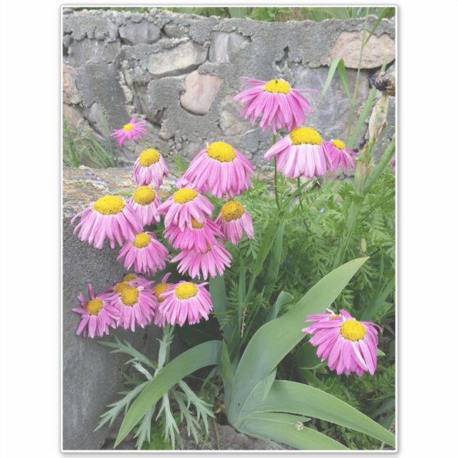 Pink Painted daisy wild Blume Nature Foto Aufkleber (Vorderseite)