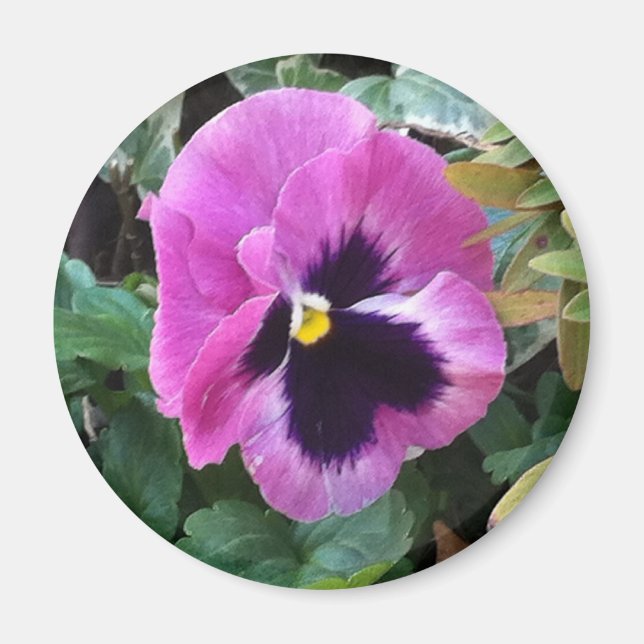 Pink Pansy Magnet (Vorne)