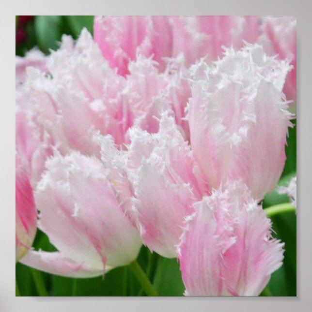 Pink Parrot Tulips Poster (Vorne)
