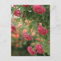 Pink Passion Post Card