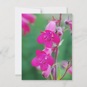 Pink Penstemon Blume Postkarte