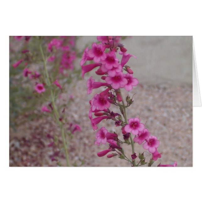 Pink Penstemons (Vorderseite (Horizontal))