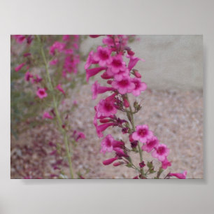 Pink Penstemons Poster