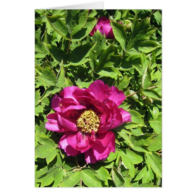 Pink Peonie (Vorne)