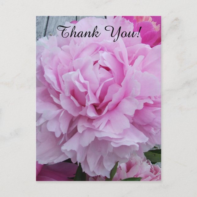 Pink Peonies Peony Danke Postcard Postkarte (Vorderseite)