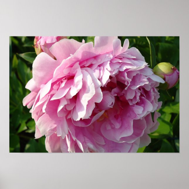 Pink Peonies Poster (Vorne)