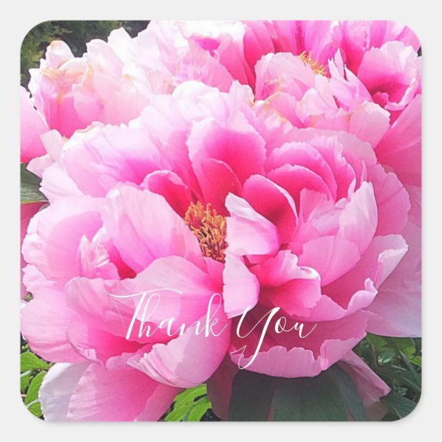 Pink Peonies Quadratischer Aufkleber (Vorderseite)